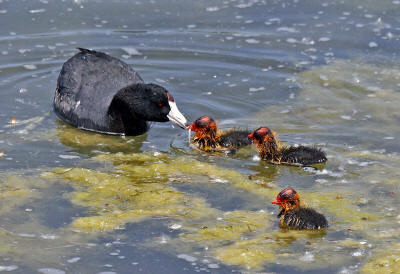 Ebms Insurance Remits Ebms Insurance Remits